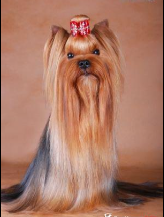 Jedi Sanse JEDI SANSE STATUS QUO — Labaza DogPedigree YorkshireTerrier